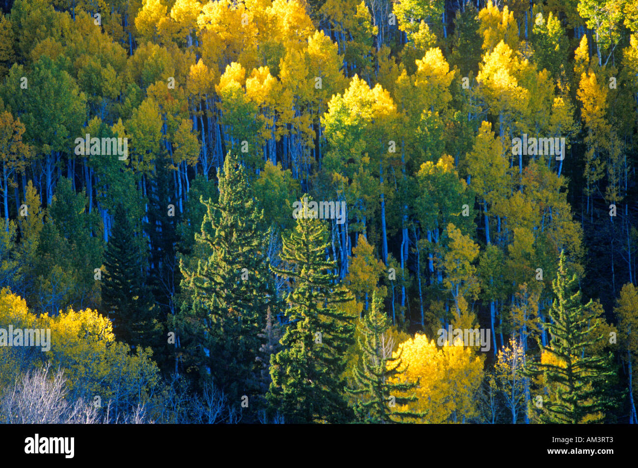 I colori autunnali Santa Fe Parco Nazionale di NM Foto Stock