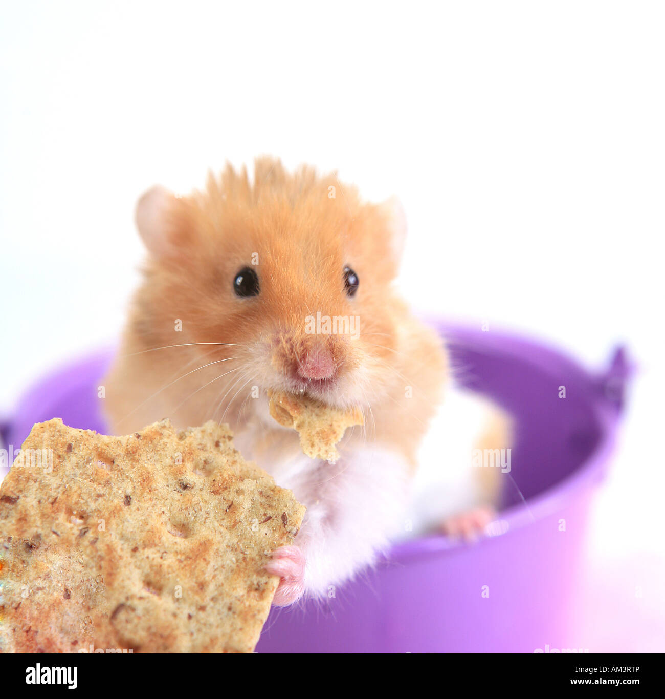 Tan e Orsacchiotto bianco mangiare di criceto cracker isolato Foto Stock