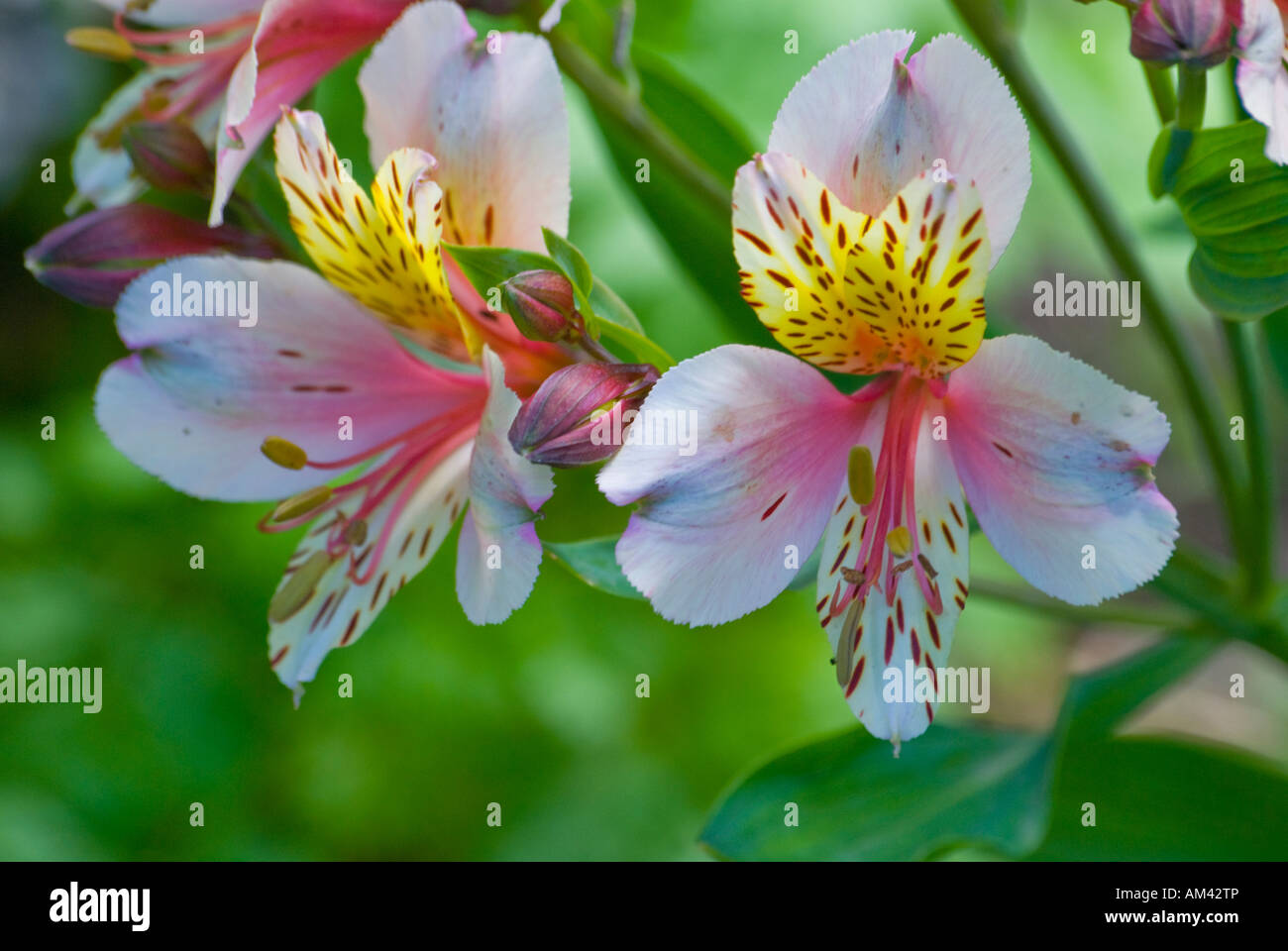 Alstroemeria in fiore, noto anche come giglio peruviano o giglio dell'Incaspetal Foto Stock