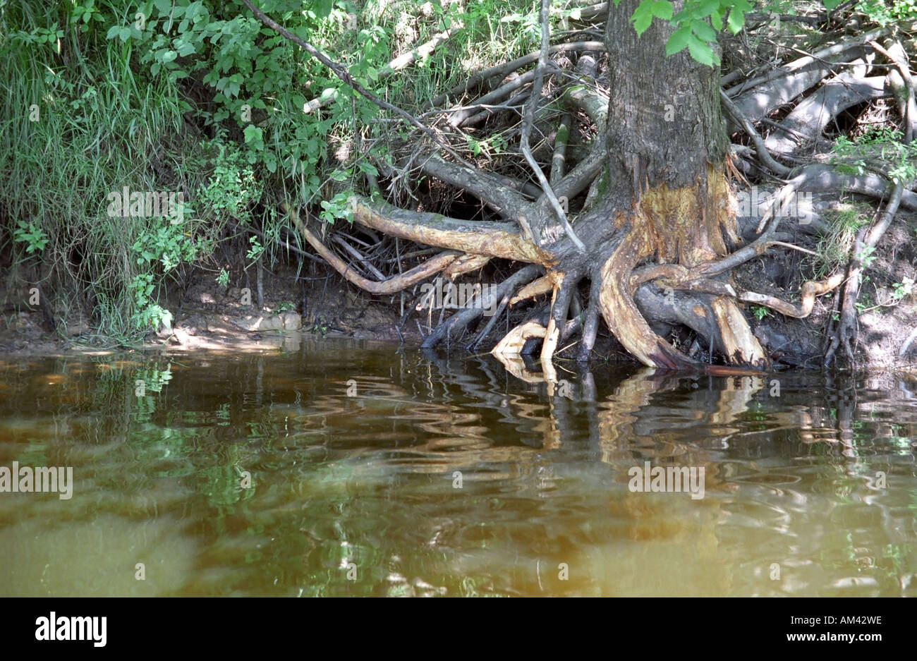 Radici di legno sul fiume Gauja in Gauja Parco Nazionale della Lettonia Foto Stock