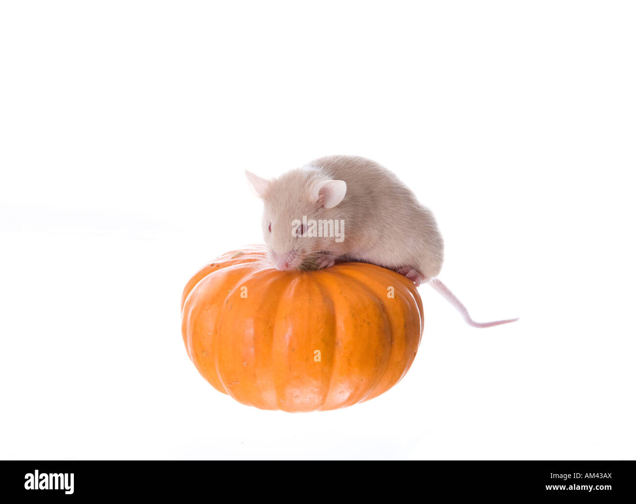 Tan il mouse su fall zucca isolato su bianco Foto Stock