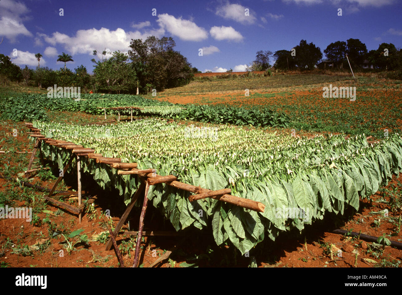 Raccolto di leafes per sigars sigar Foto Stock