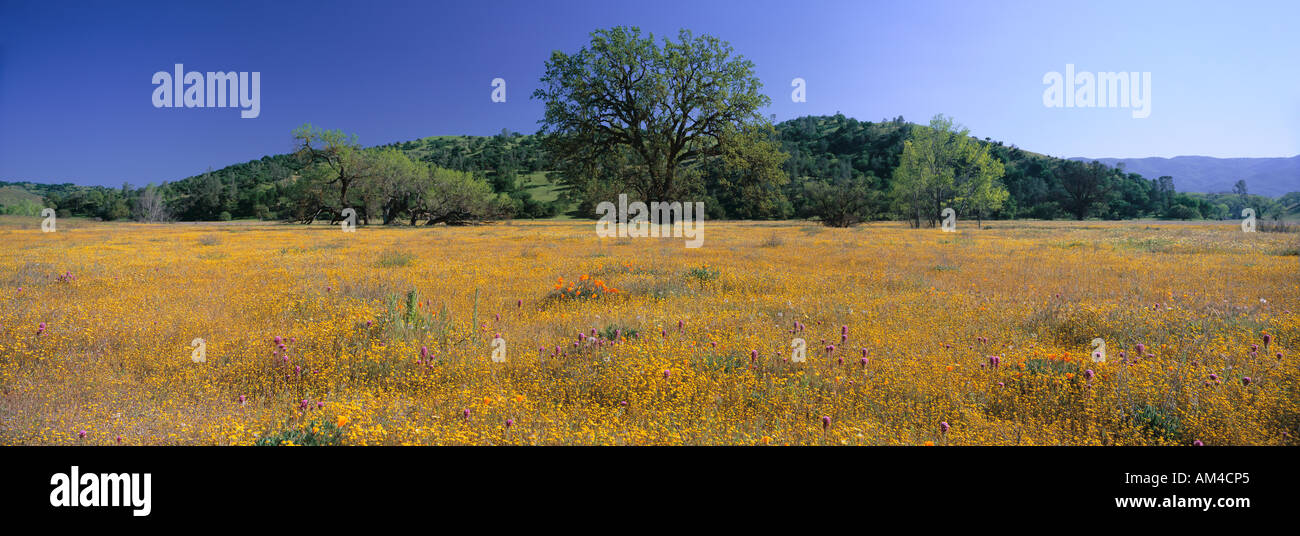 Vista panoramica di fiori di primavera e il grande albero singolo off route 58 sulla Shell Creek Road a ovest di Bakersfield California Foto Stock