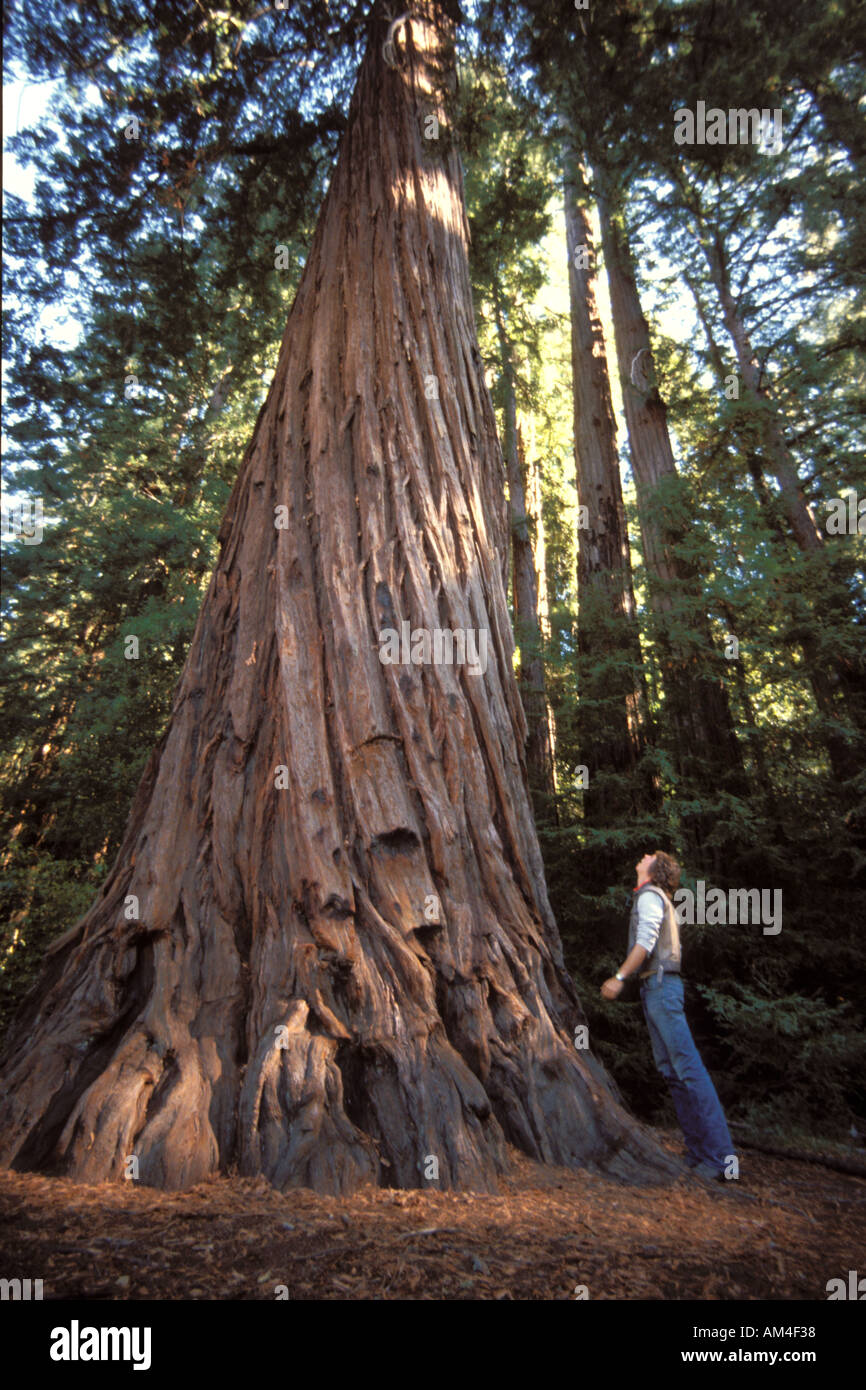 Un uomo è sopraffatte in piedi accanto a un gigantesco albero di sequoia Foto Stock