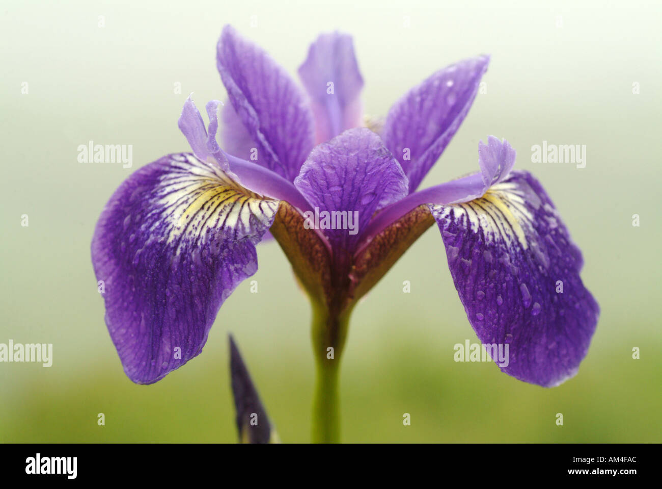 Iris selvatici in un prato Foto Stock