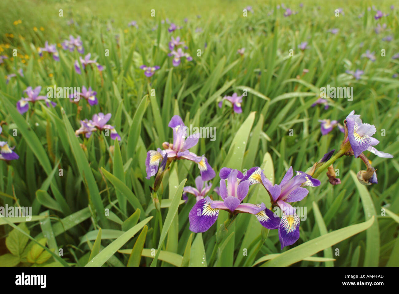 Iris selvatici in un prato Foto Stock