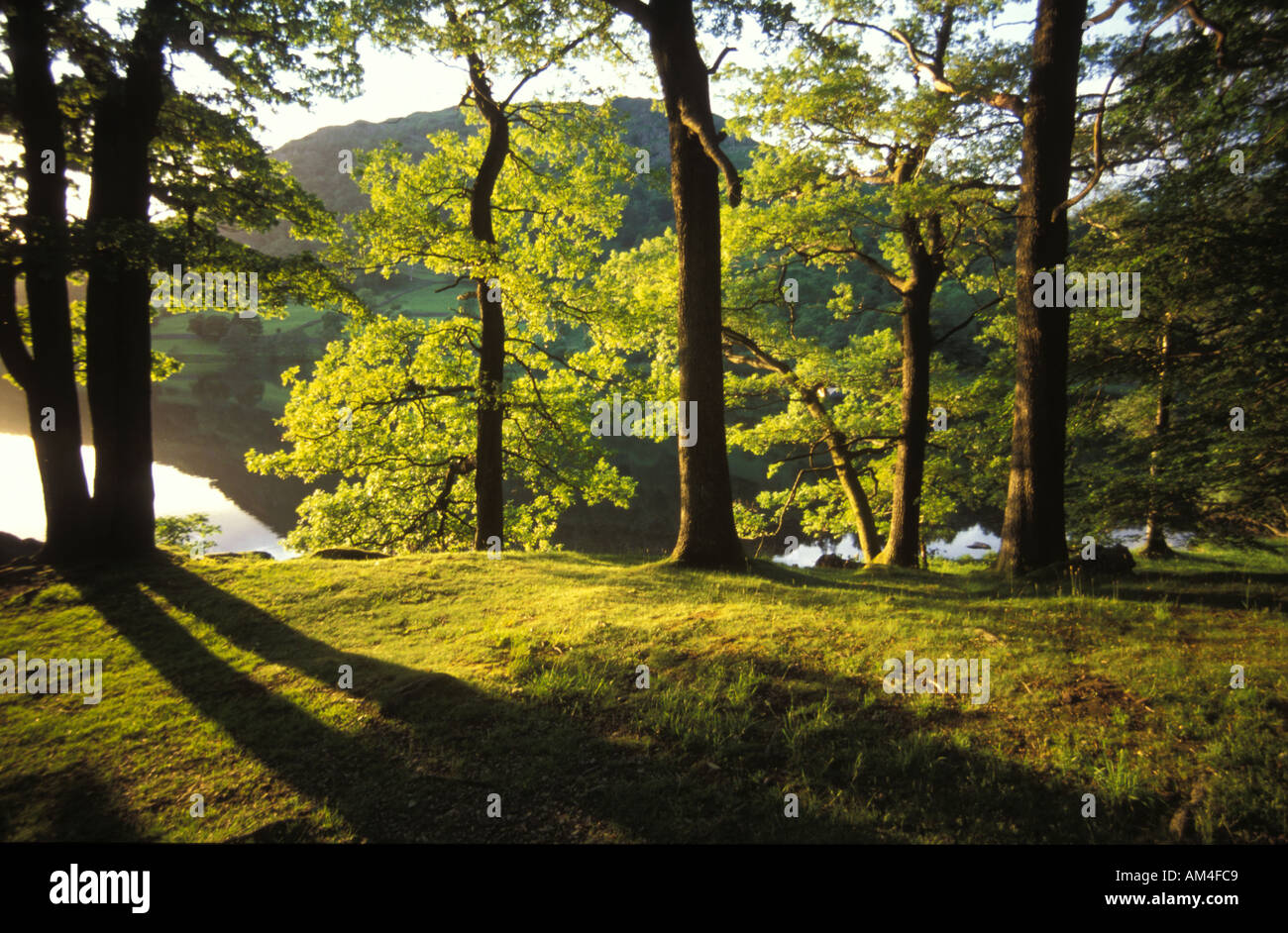 Fine giornata sole splende attraverso gli alberi accanto a un lago nel distretto del lago d'Inghilterra Foto Stock