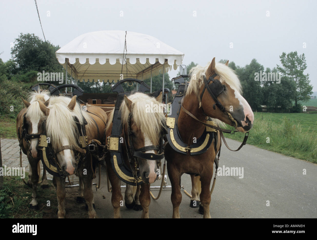 Il carrello e i cavalli in Belgio Foto Stock