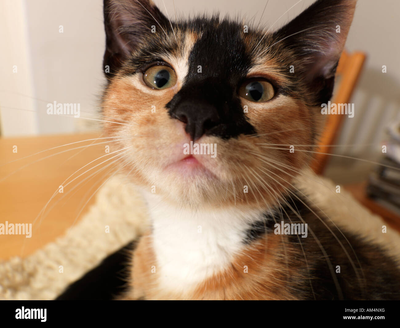 Dieci settimane vecchio tartaruga gattino mi scusi Foto Stock