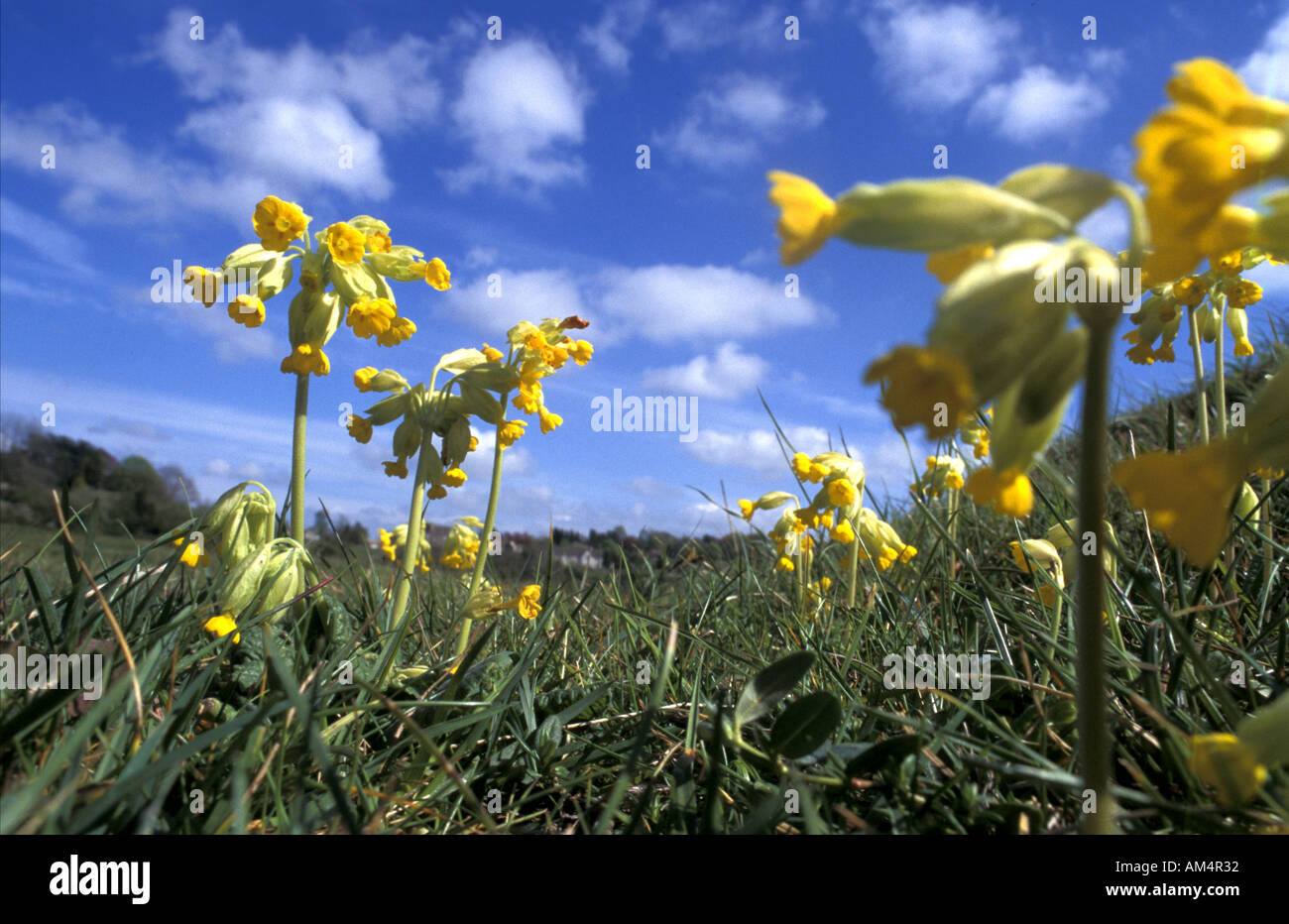 Cowslips crescente sul comune Minchinhapton vicino a Stroud Gloucestershire in Inghilterra Foto Stock