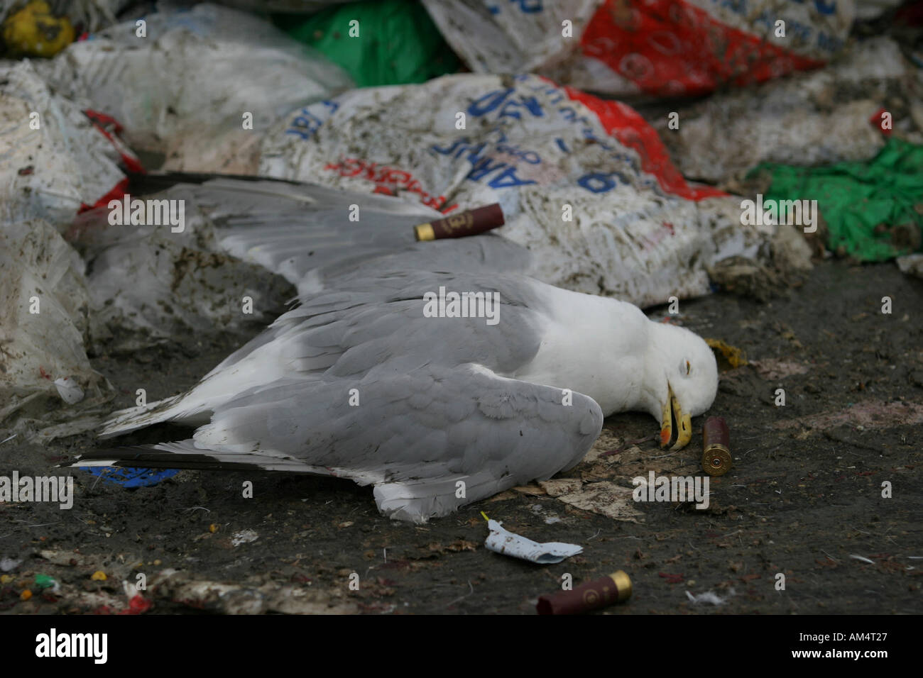 Uccello morto Foto Stock