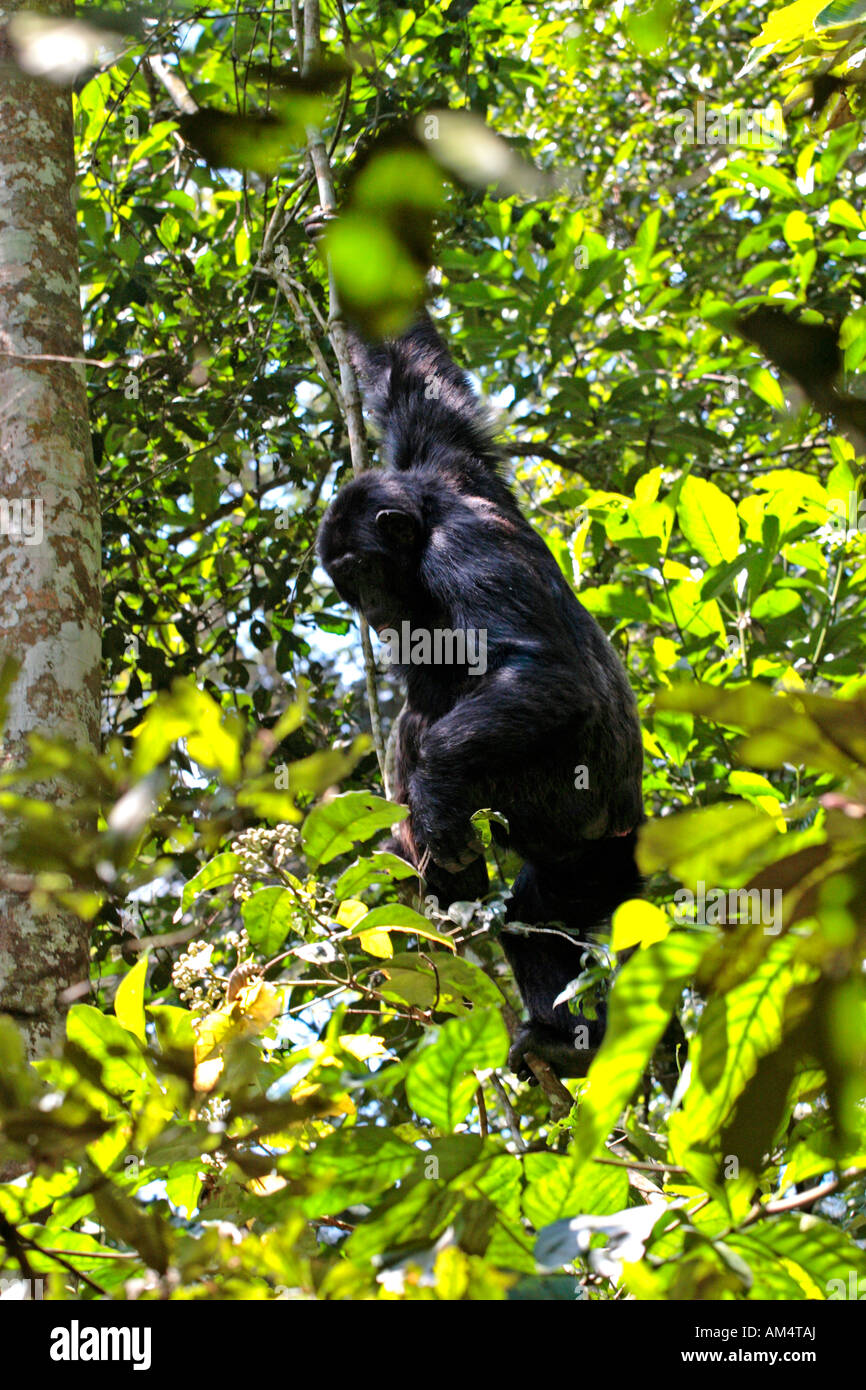 Arrampicata di scimpanzé, Pan troglodytes Foto Stock