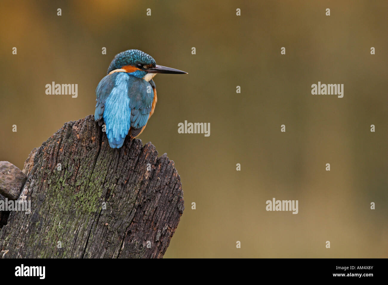 Martin pescatore Alcedo atthis appollaiato sulla porta vecchia Potton Bedfordshire Foto Stock