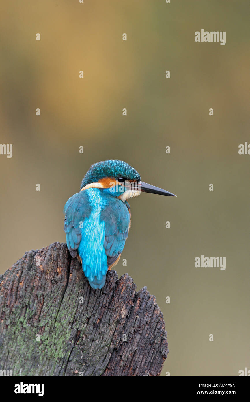 Martin pescatore Alcedo atthis appollaiato sulla porta vecchia Potton Bedfordshire Foto Stock