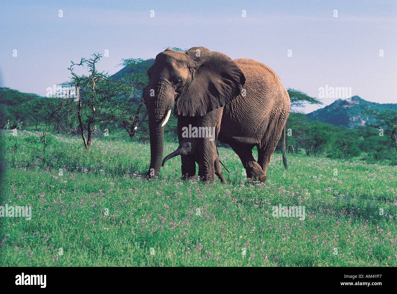 Elefante femmina il ricovero di neonato fra le sue gambe Samburu Riserva nazionale del Kenya Africa orientale Foto Stock