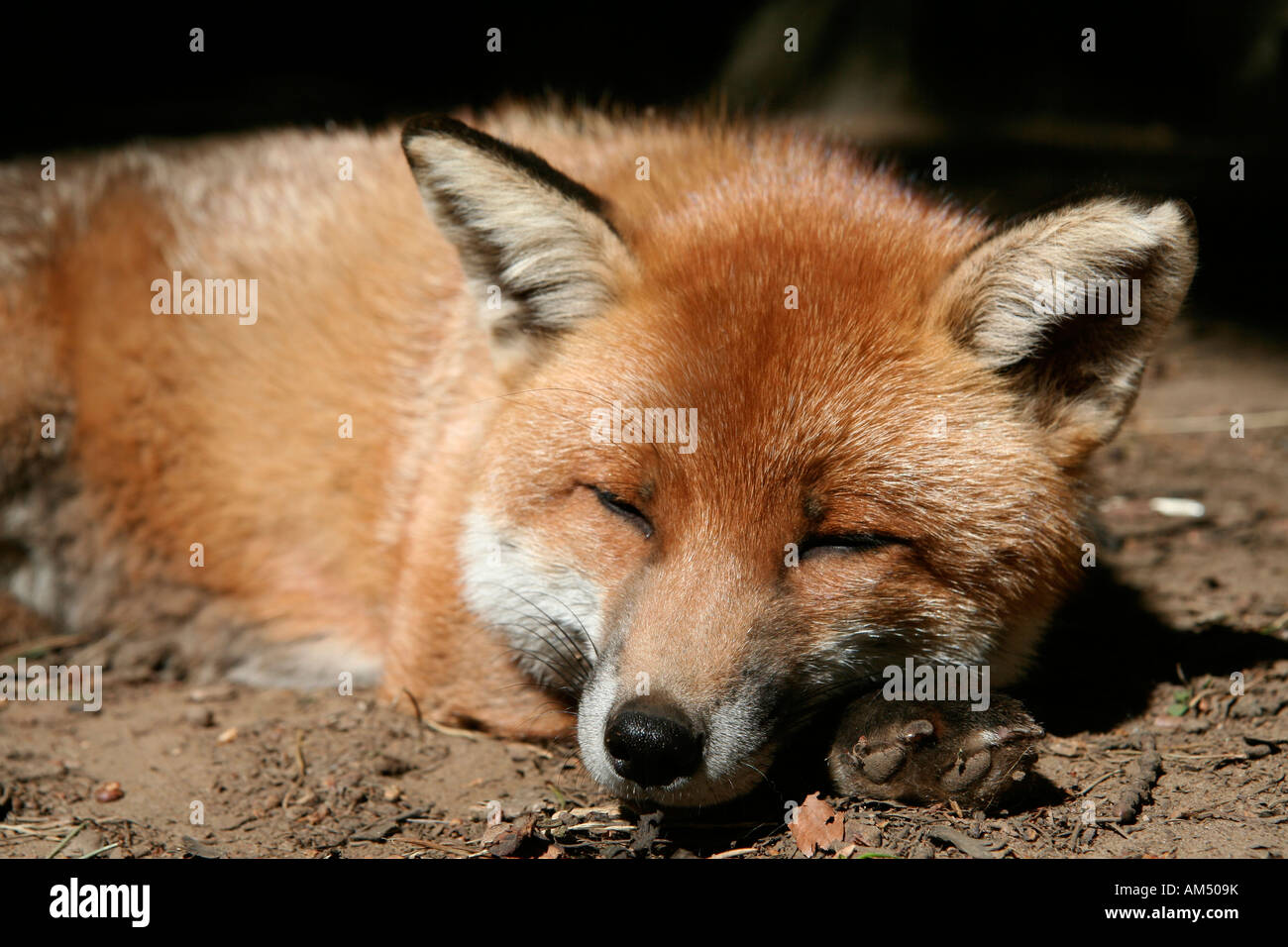 Una sonnolenta red fox assopita nel sole Foto Stock