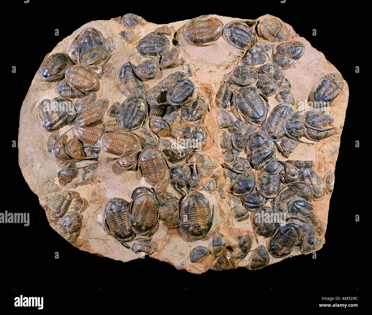 Una grande lastra di roccia con molti trilobiti in esso. Trilobiti 'a tre lobi' sono estinti gli artropodi che formano la classe Trilobita. Foto Stock