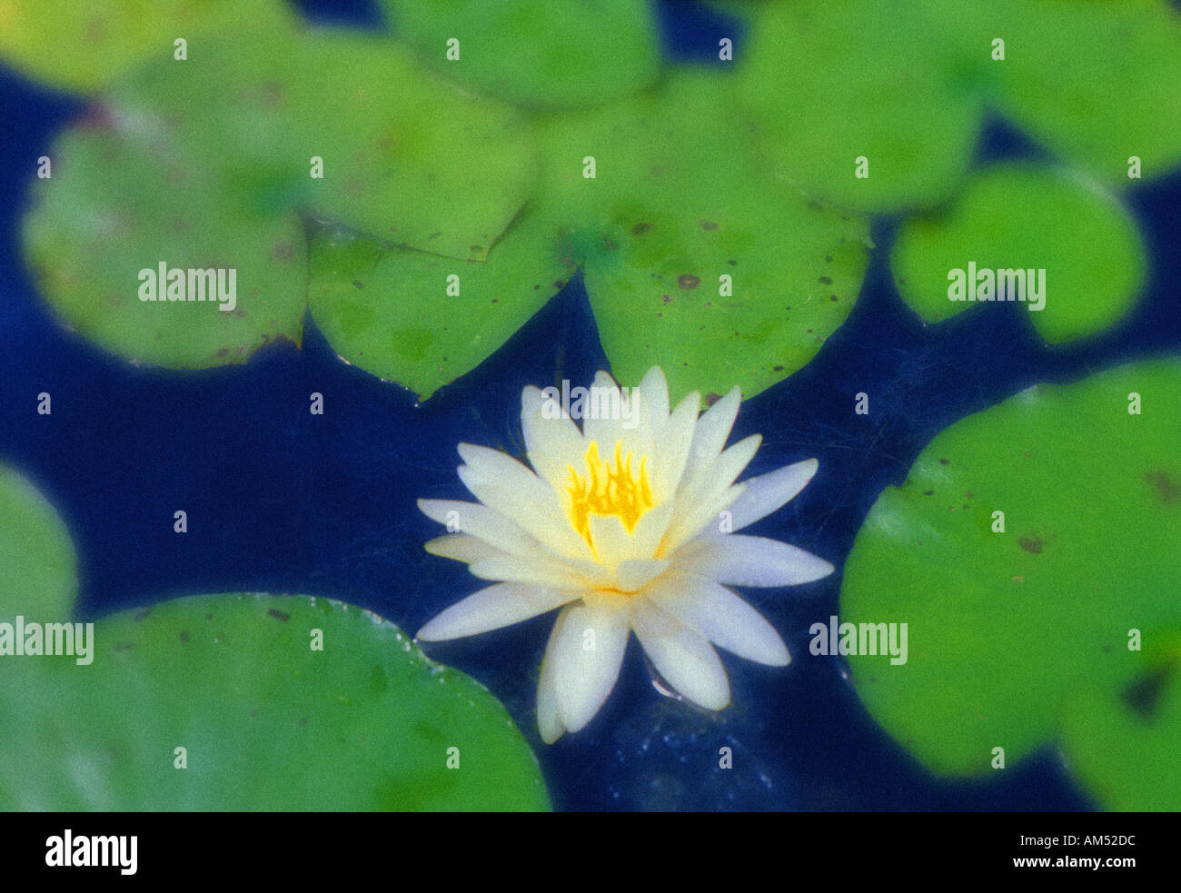 Una sola acqua Lilly blossom Foto Stock