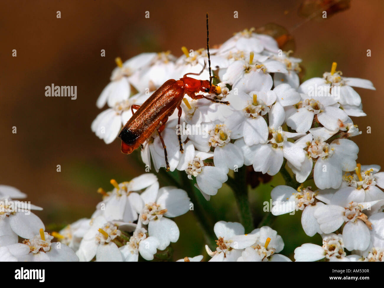 Rhagonycha fulva soldato Beetle.noto anche come il Comune coleottero rosso. Foto Stock