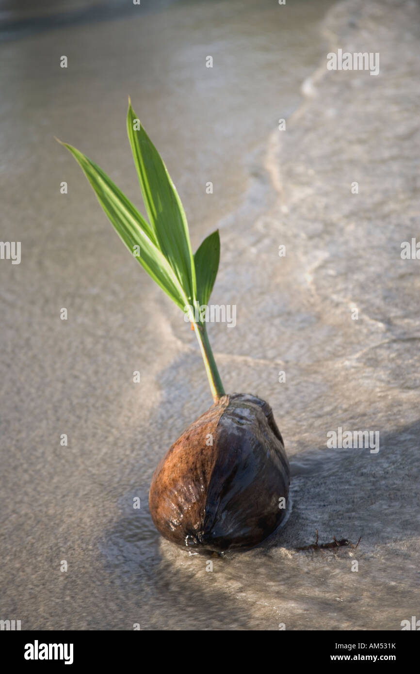 Spiaggiata germogliazione di noce di cocco. Foto Stock