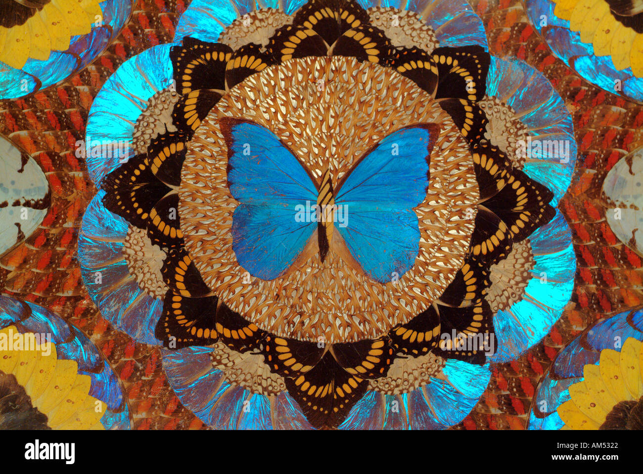 Mosaico collage colorato e ali di farfalla Foto Stock