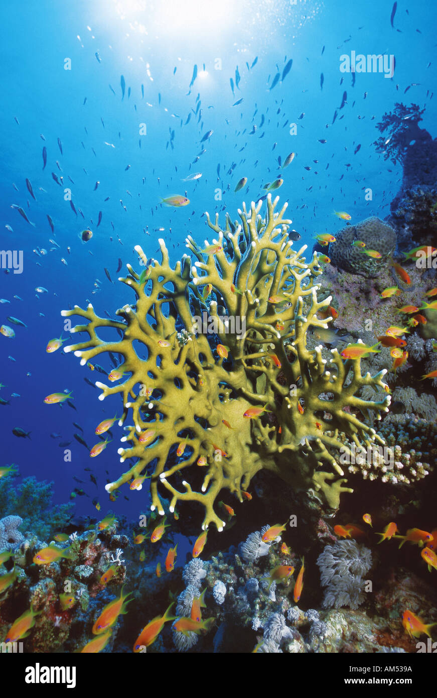 Fire coral circondata da piccoli pesci Foto Stock