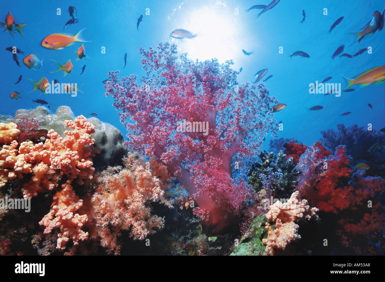 Coralli molli con piccoli anthias pesci Foto Stock