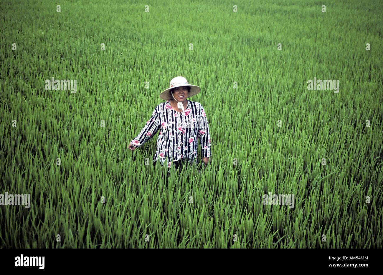 Donna riso piantagione di Taiwan Foto Stock