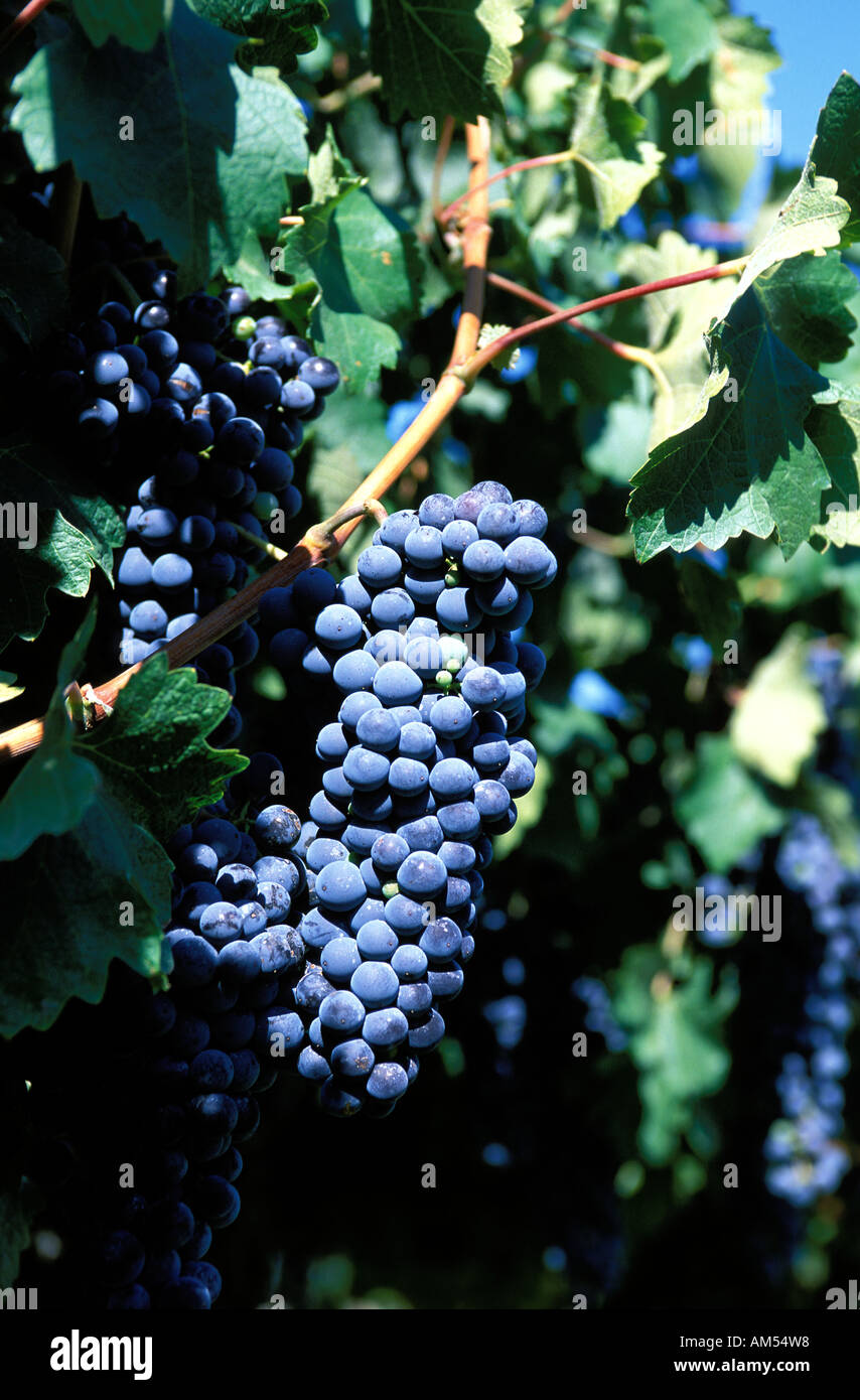 La valle centrale di uva da vino Foto Stock