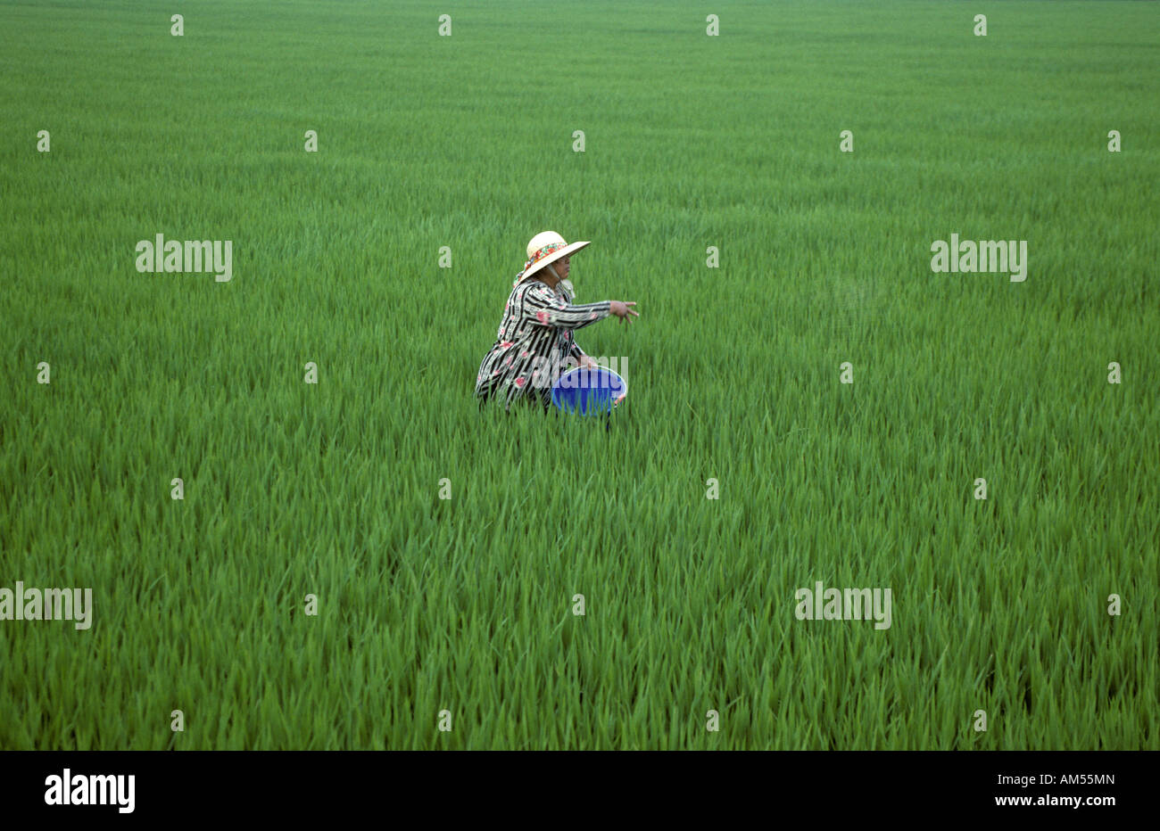 Donna riso piantagione di Taiwan Foto Stock
