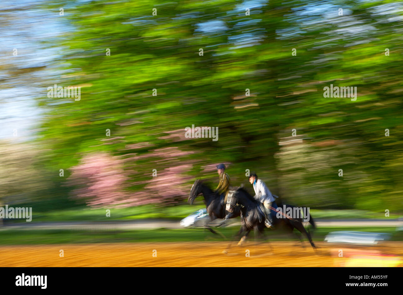 Due piloti del Cavallino in Hyde Park presto su una mattina di primavera Londra Inghilterra NR Foto Stock