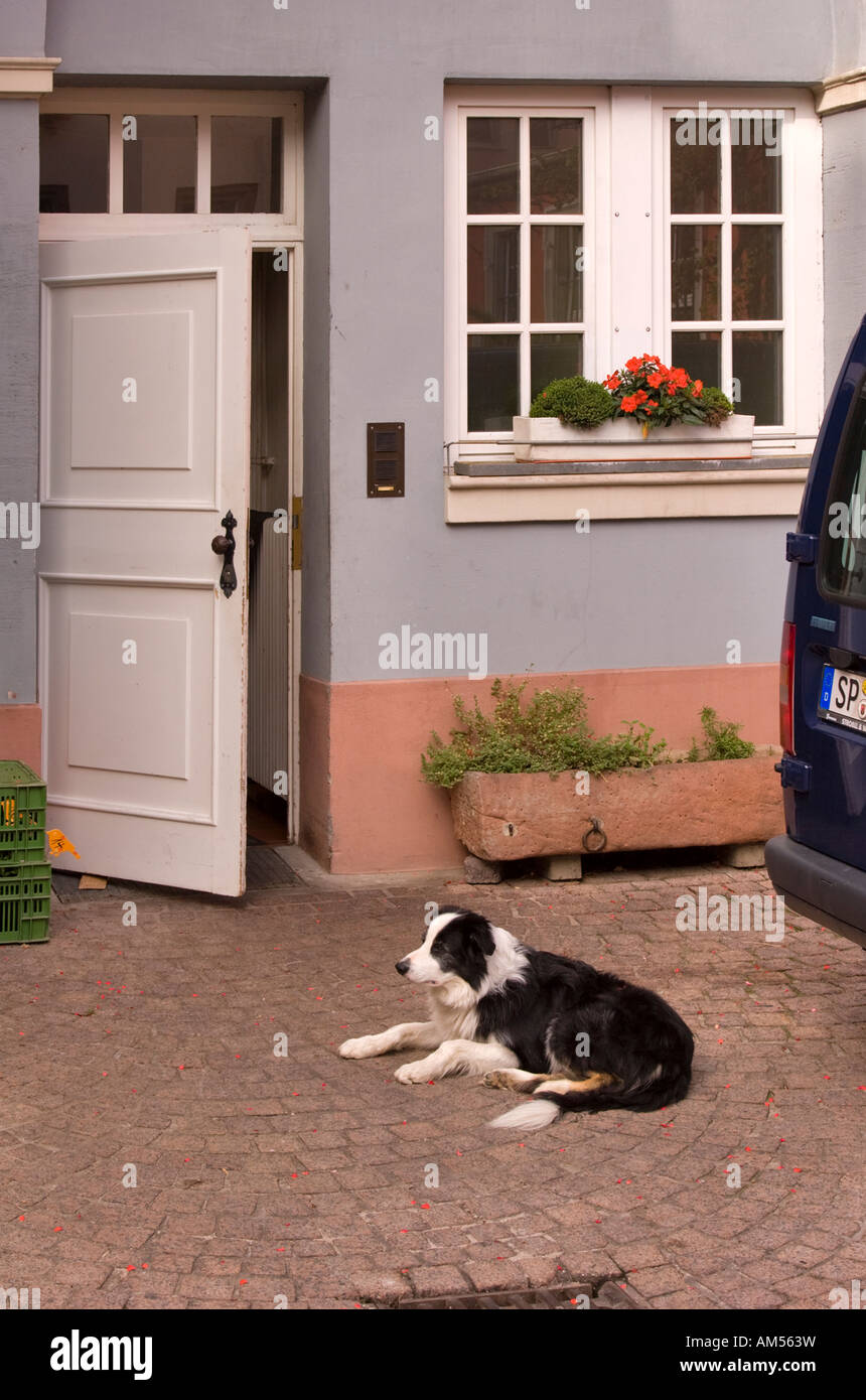 Vecchio cane godendo il sole in un cortile in Speyer, Germania Foto Stock