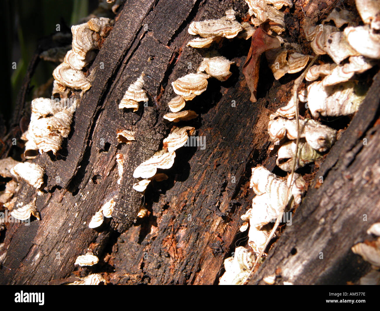 Il Lichen coperto ceppo di albero, indicatore di impianto di specie botaniche botanico registro coperto ceppo di albero vecchia natura naturale vita ancora chiudi Foto Stock