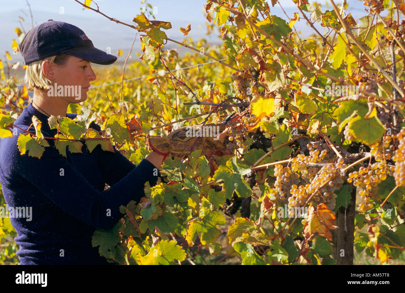 La raccolta di Pinto Noir uve, Delatite Cantina, vicino a Mansfield, Victoria, Australia Foto Stock