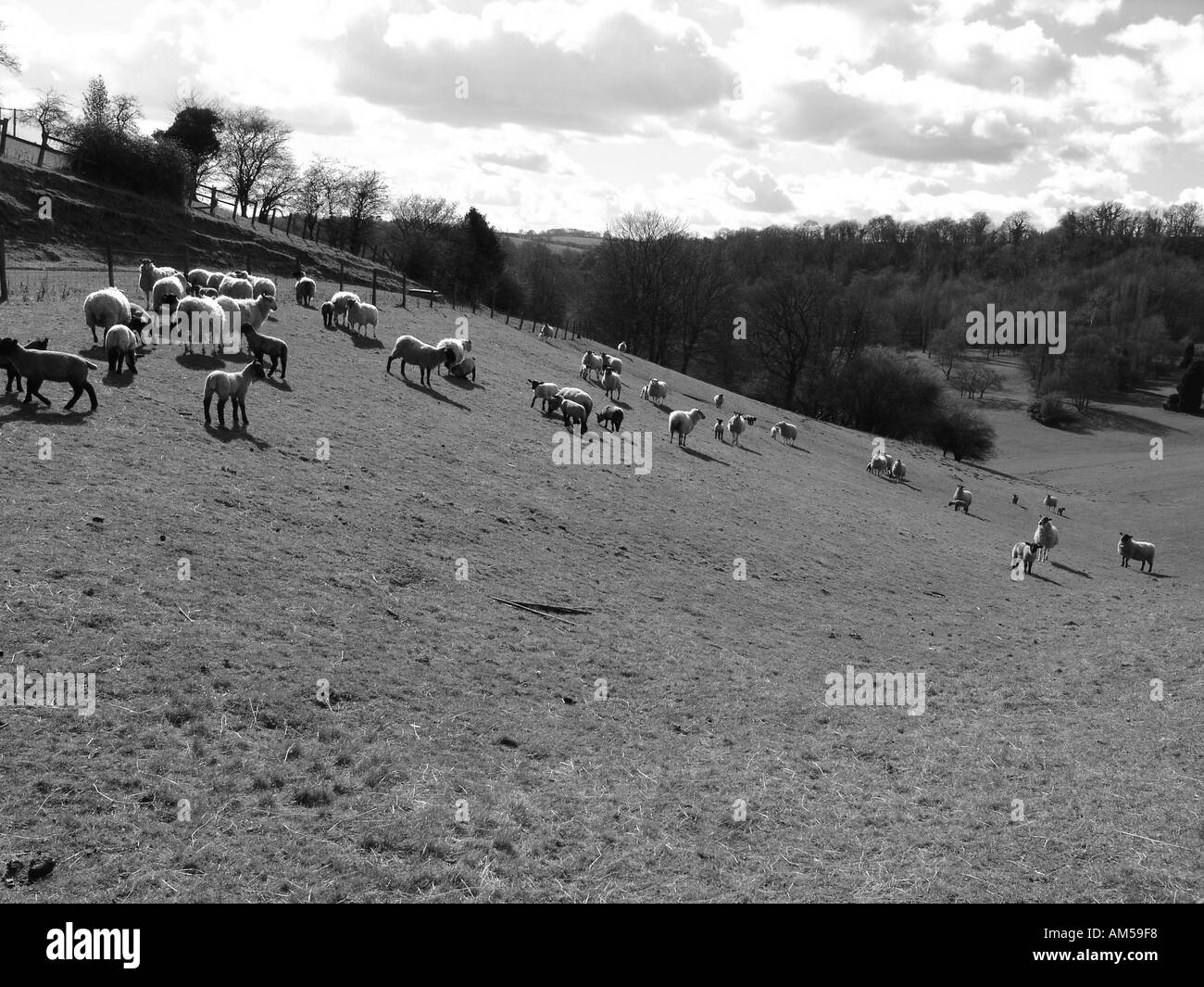Pecore in un campo a sud del Galles GB UK 2004 Foto Stock