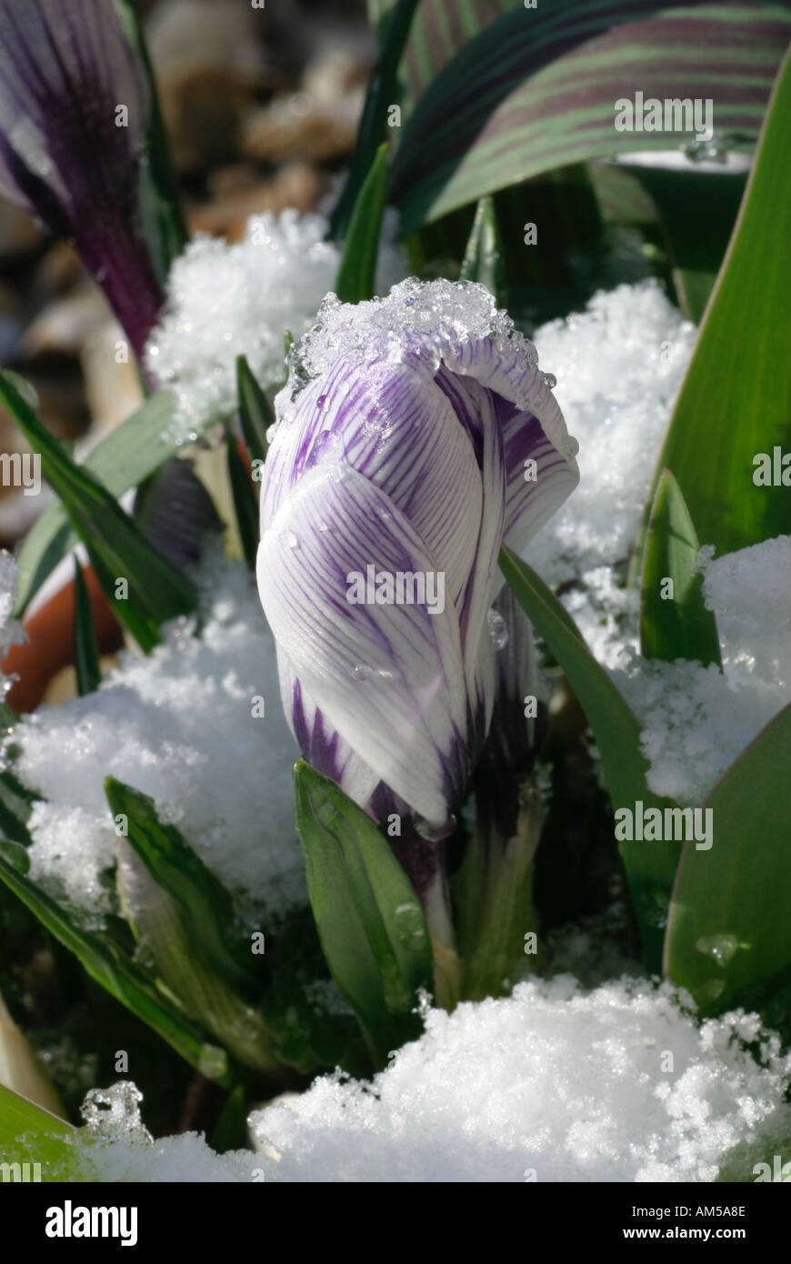 Bud emergenti di Arlecchino Crocus, con una viola e striscia bianca, spingendo attraverso un ritardo di caduta di neve Foto Stock