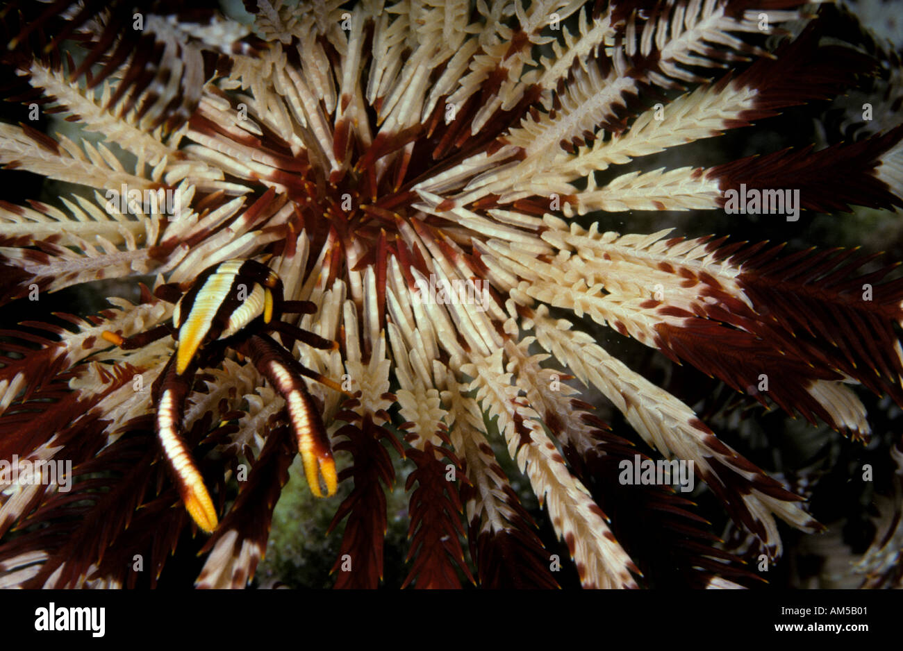 Elegante squat aragosta e featherstar Foto Stock