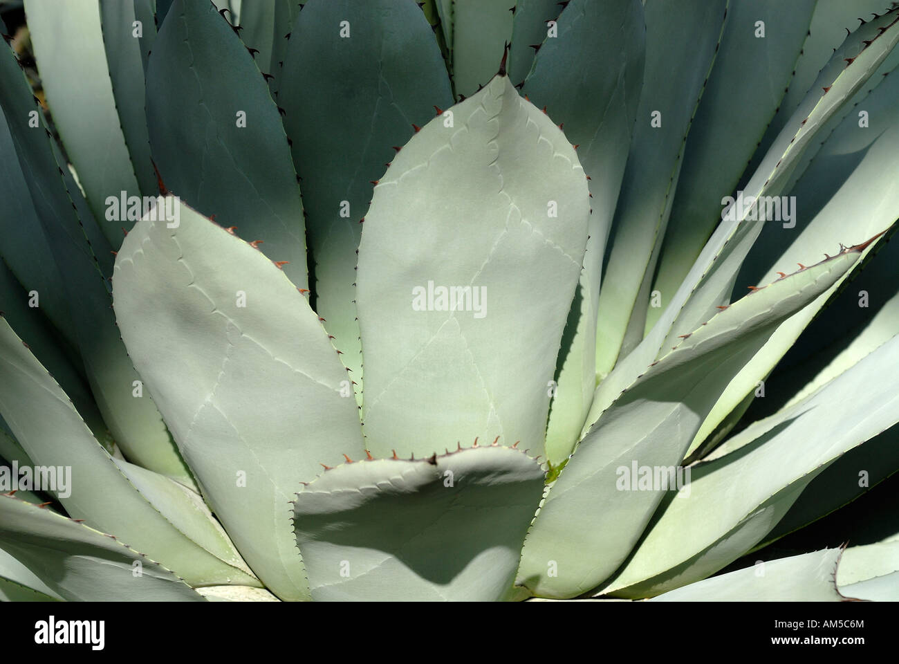 Agave (Agave) Foto Stock