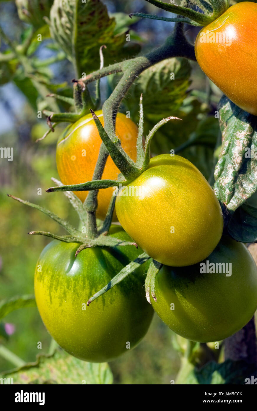 Pomodori acerbi in corrispondenza di un ramo Foto Stock