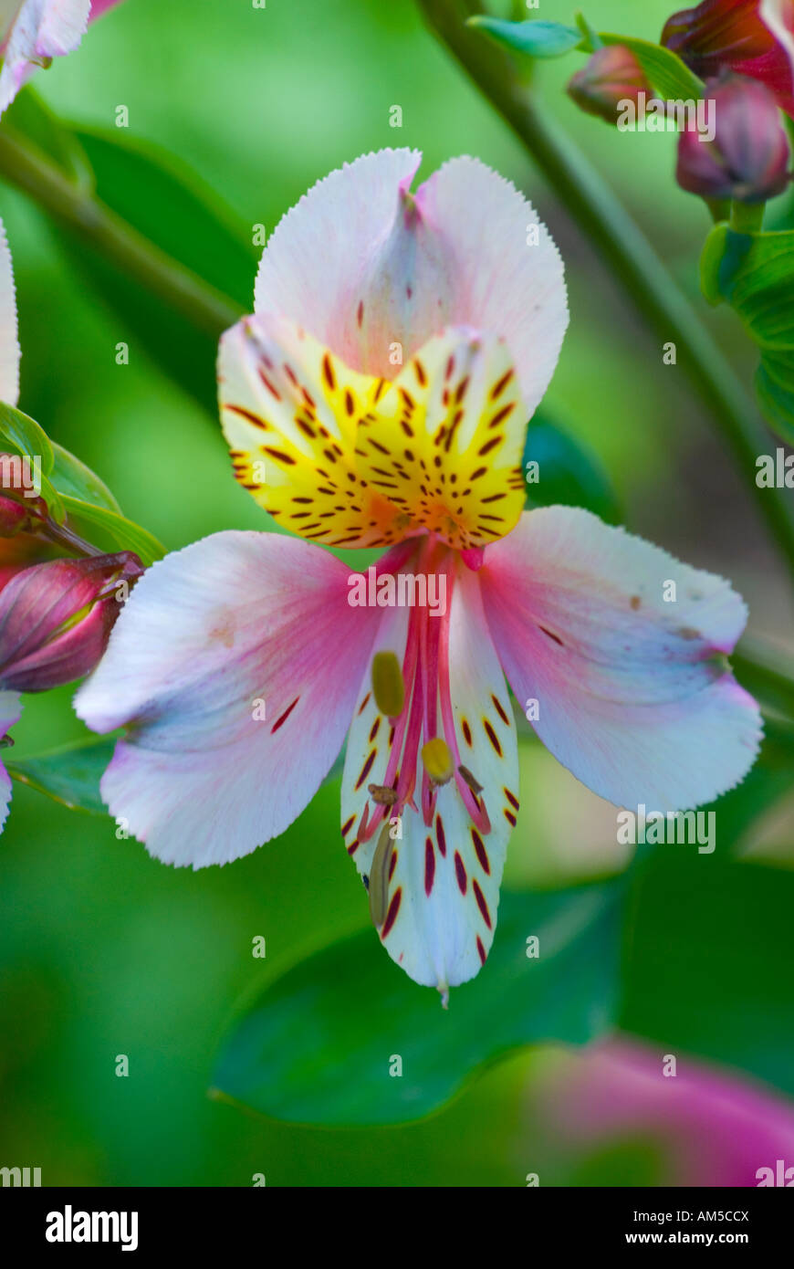 Alstroemeria in fiore, noto anche come giglio peruviano o giglio dell'Incaspetal Foto Stock