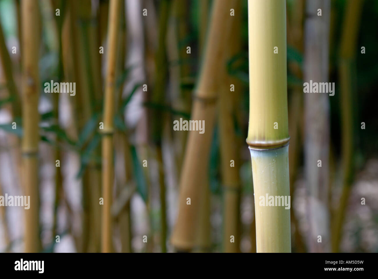 Bambù, Bambusoideae, Bambuseae Foto Stock