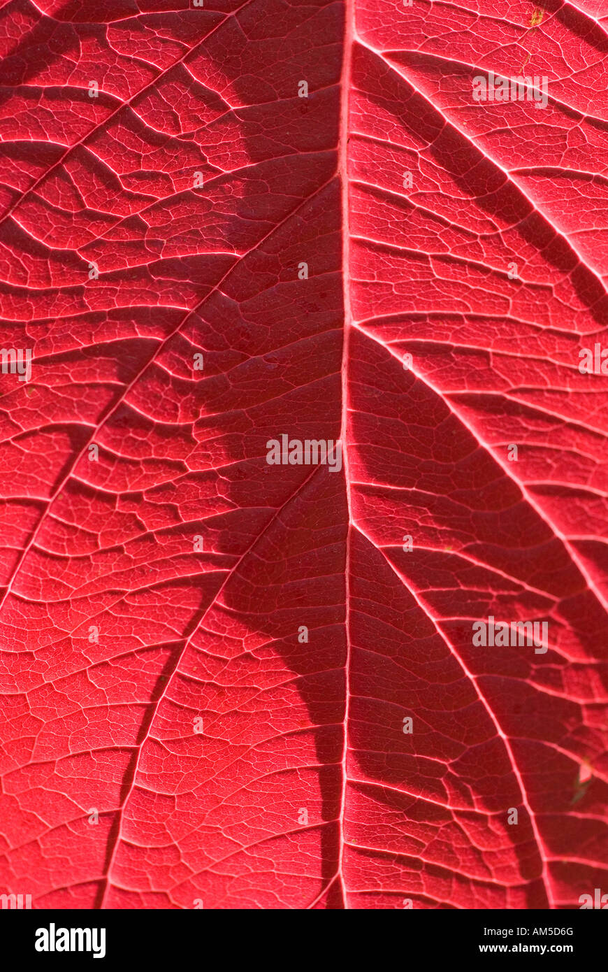 Fioritura Sanguinello (Cornus Florida) foglie colorate autumnly rosso scarlatto Foto Stock
