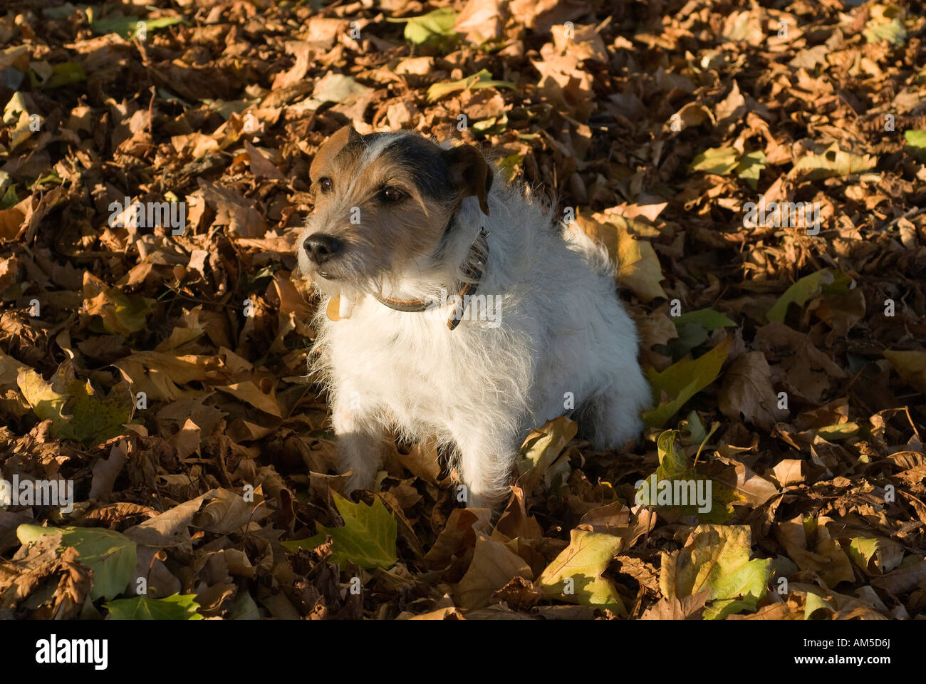 Parson Jack Russel seduto sul fogliame di autunno Foto Stock