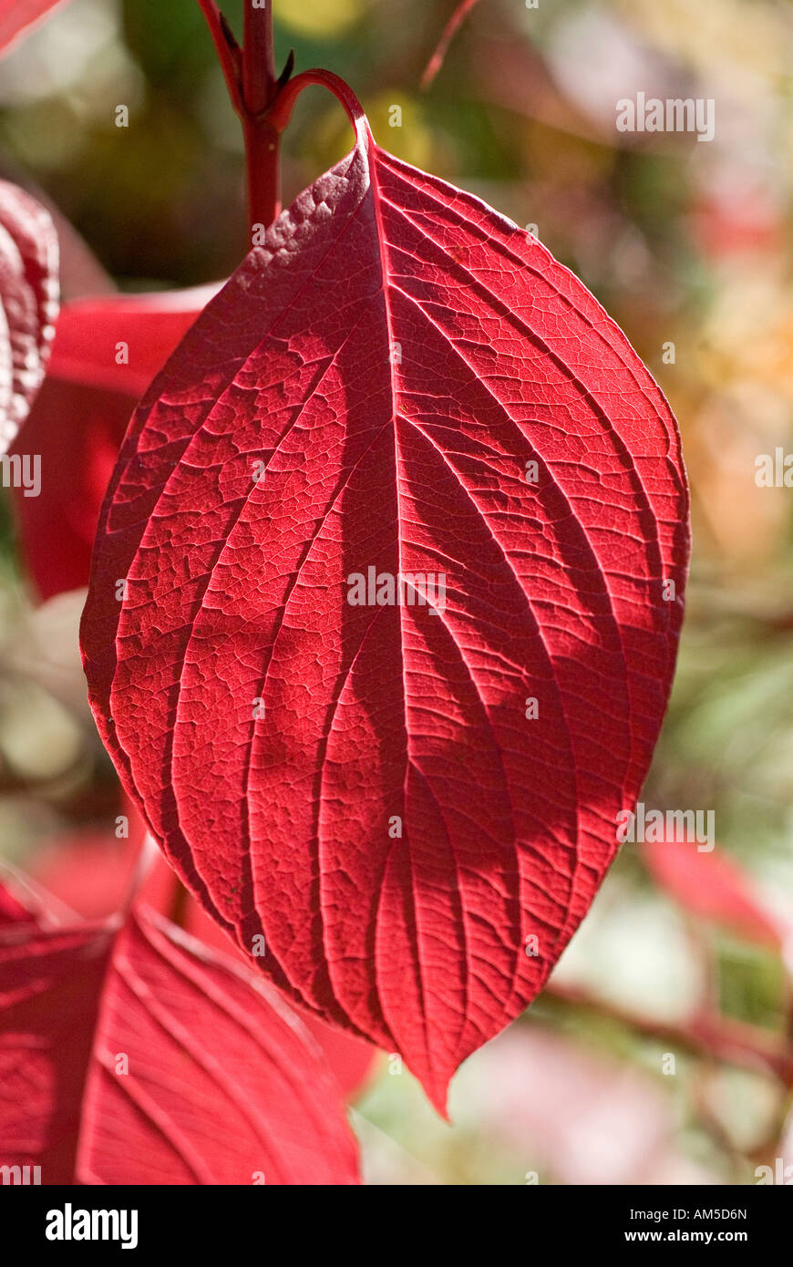 Fioritura Sanguinello (Cornus Florida) foglie colorate autumnly rosso scarlatto Foto Stock