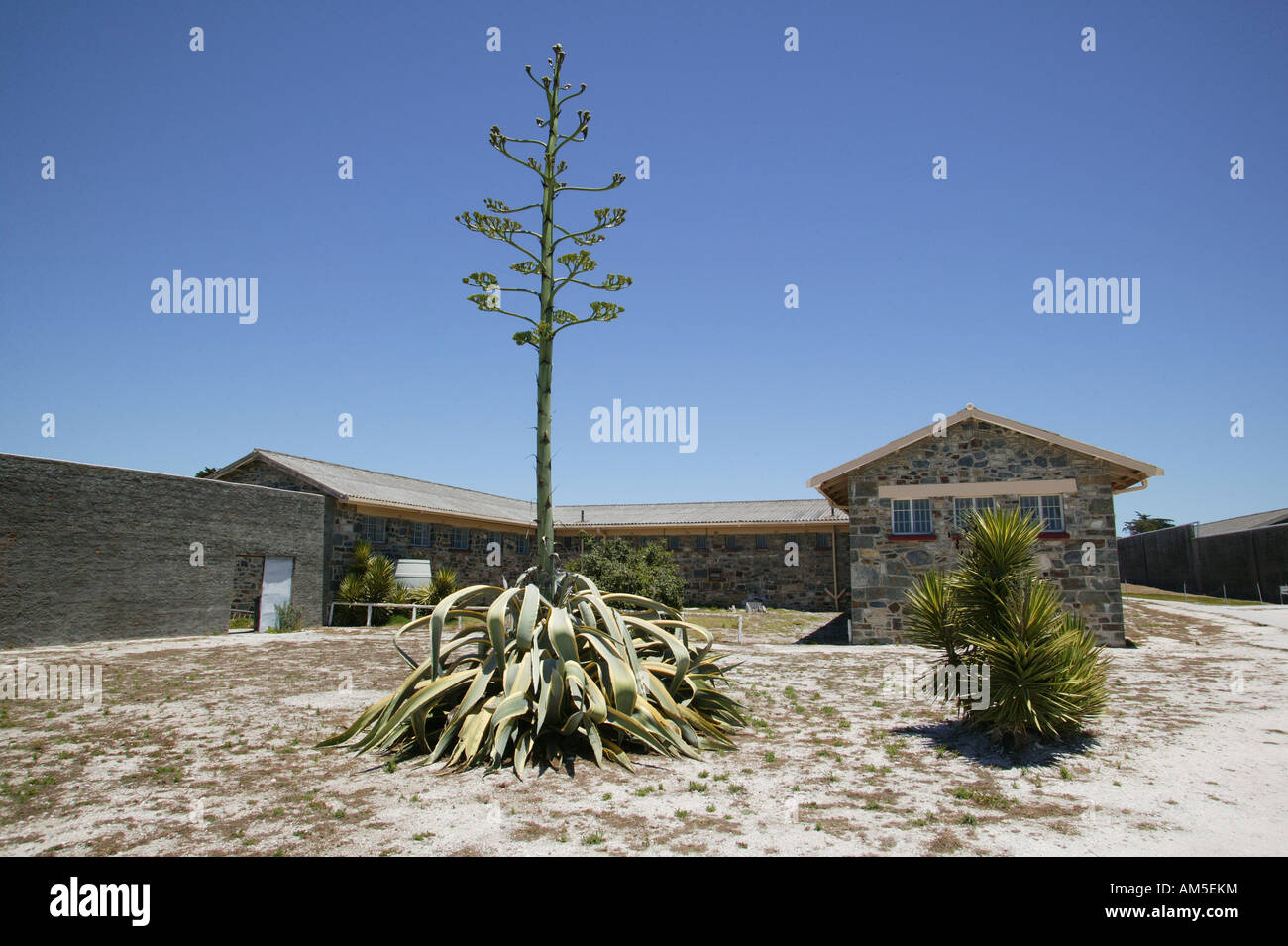 Agave di fronte all'ex carcere di Robben Island, Cape Town, Sud Africa Foto Stock
