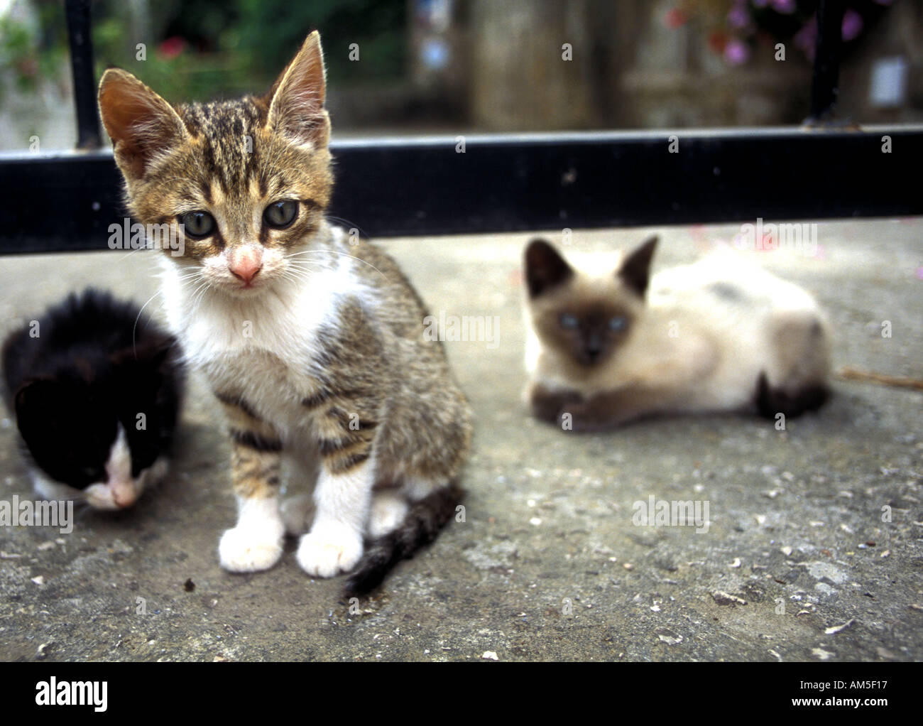 Tre gattini Napoli Italia Foto Stock