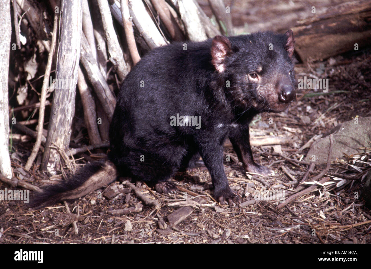 Diavolo della Tasmania in Tasmania Australia Foto Stock