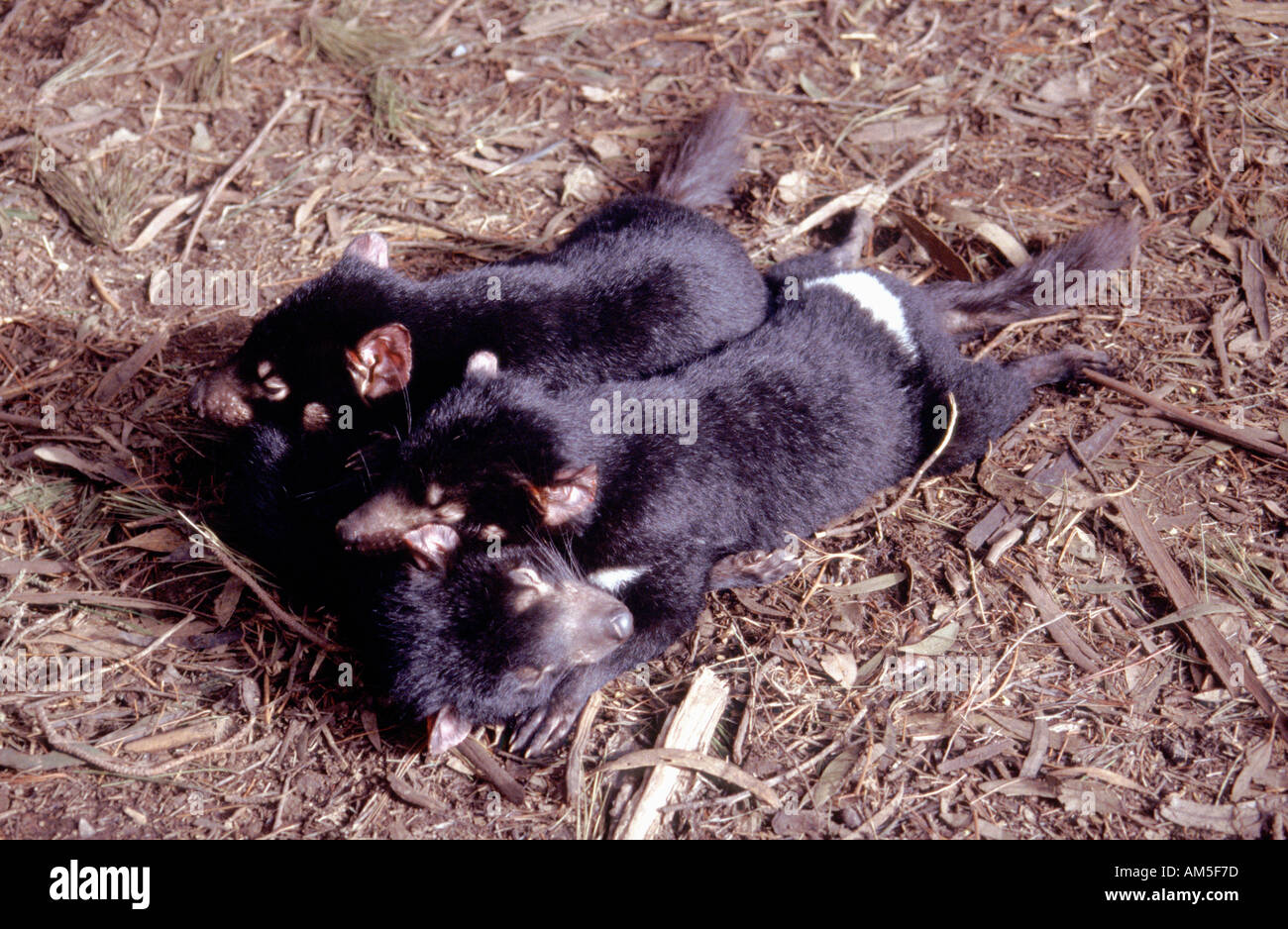 Diavoli della Tasmania dormendo, Tasmania Australia Foto Stock