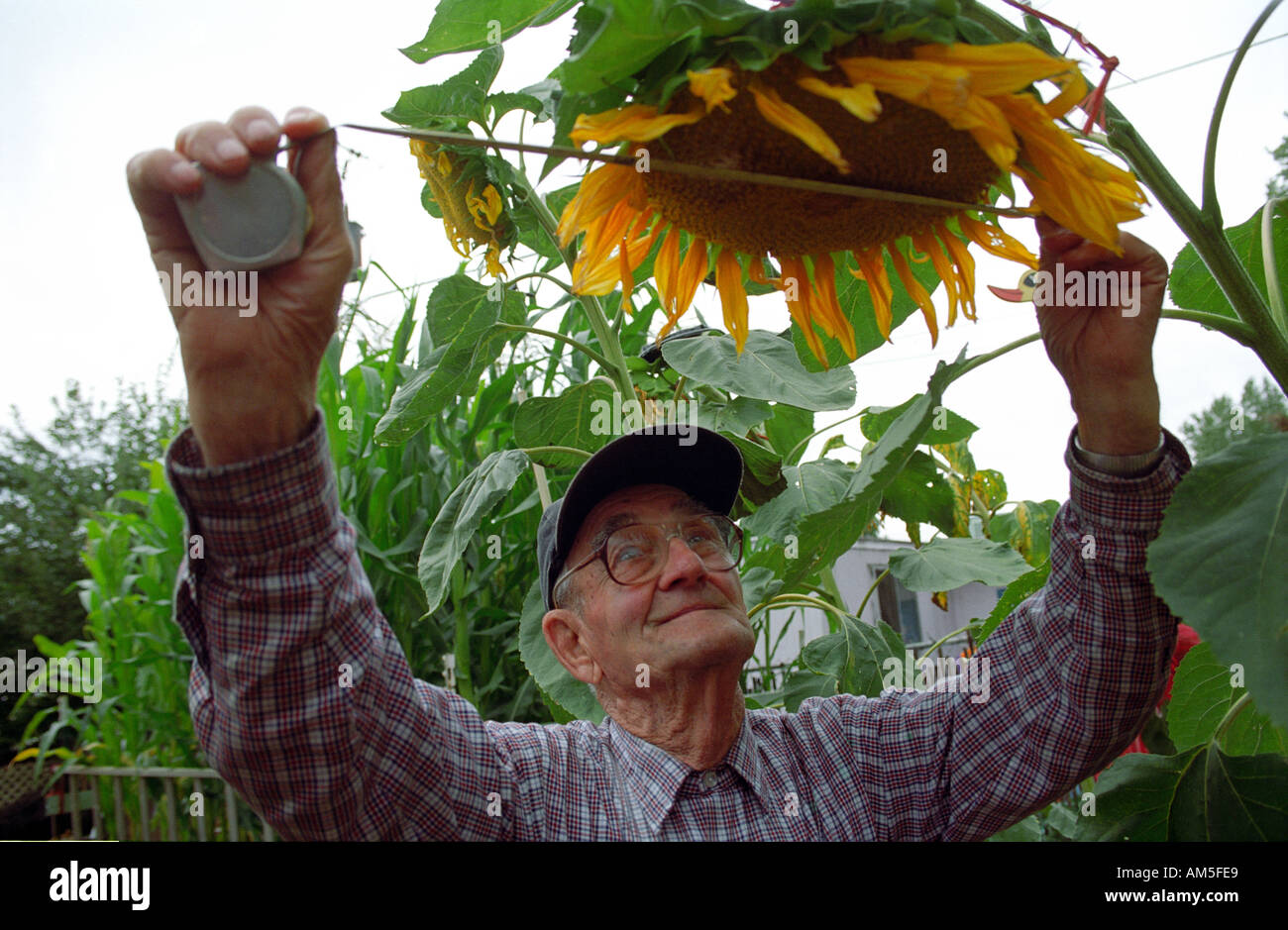 Uomo anziano misurare la larghezza della testa di girasole Foto Stock