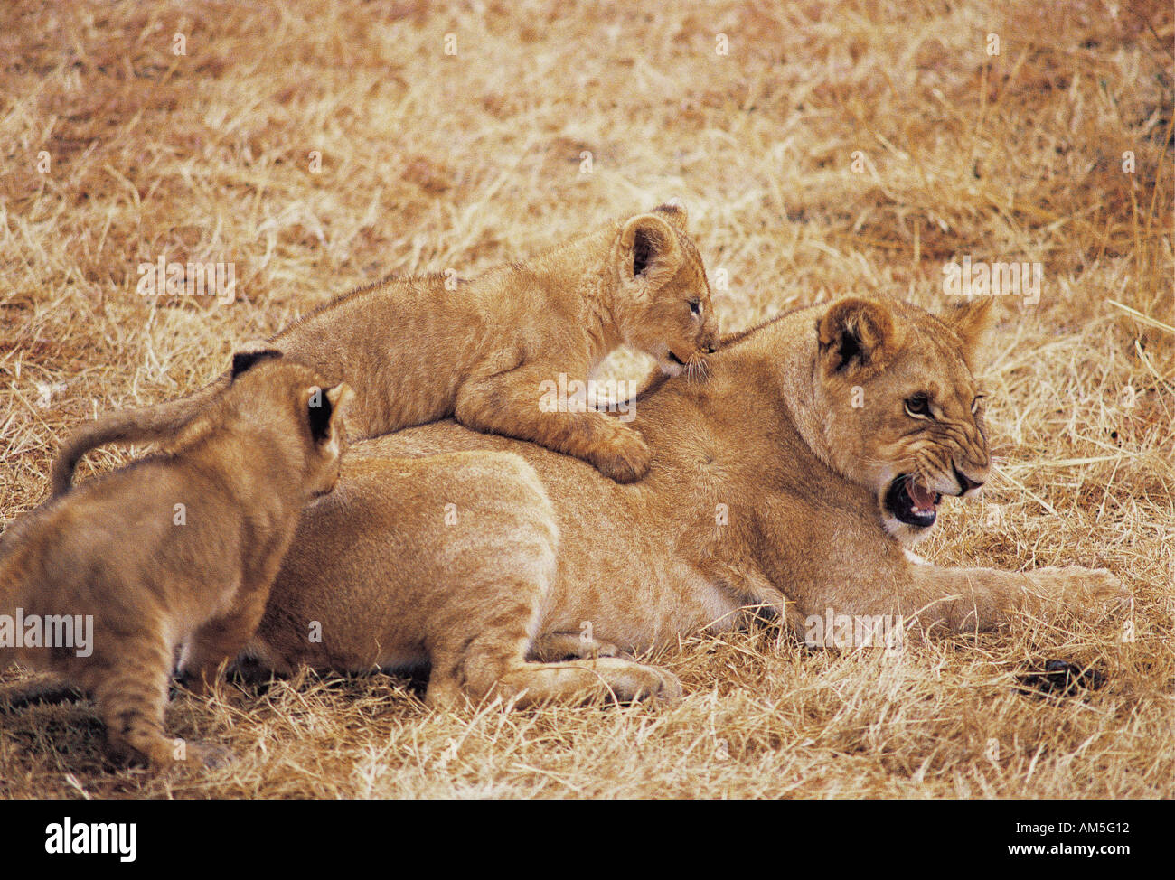 Due giovani lion cubs salendo sulla parte superiore della loro madre Masai Mara riserva nazionale del Kenya Africa orientale Foto Stock